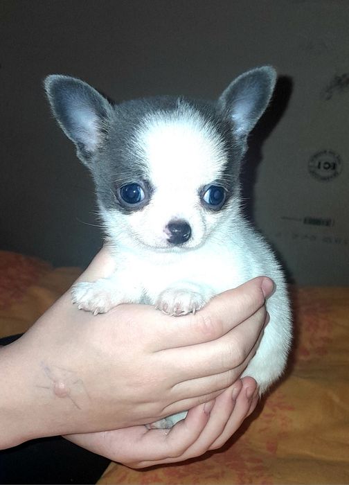 Chłopiec rasy chihuahua w kolorze niebiesko-białym.