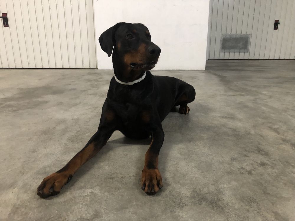 Dobermann puro para montas