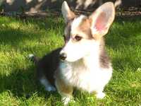 Welsh Corgi Pembroke