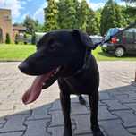 Odam pieska rocznego