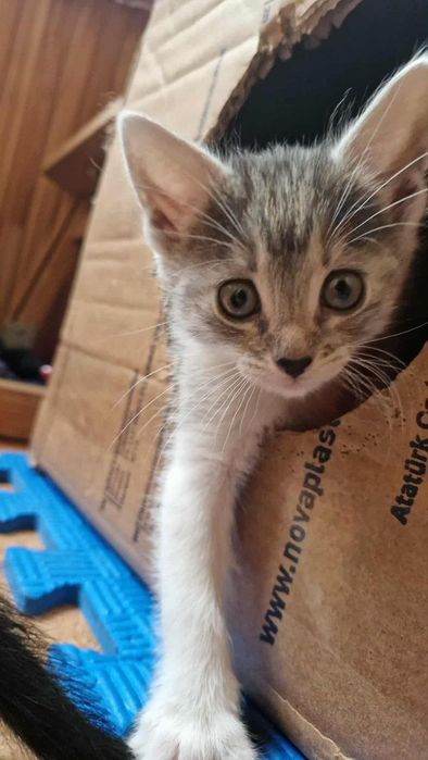 Кошенята в добрі руки.