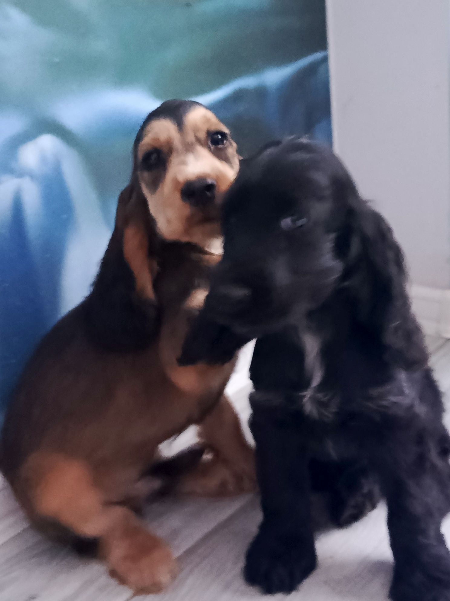 Piesek Cocker Spaniel