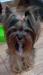 Yorkshire terrier macho mini procura namorada.