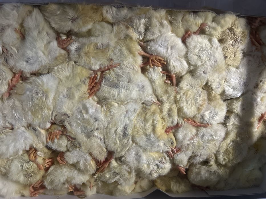 Pinto do dia  congelados