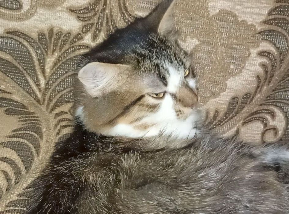 Красавчик котёнок, мальчик, июнь