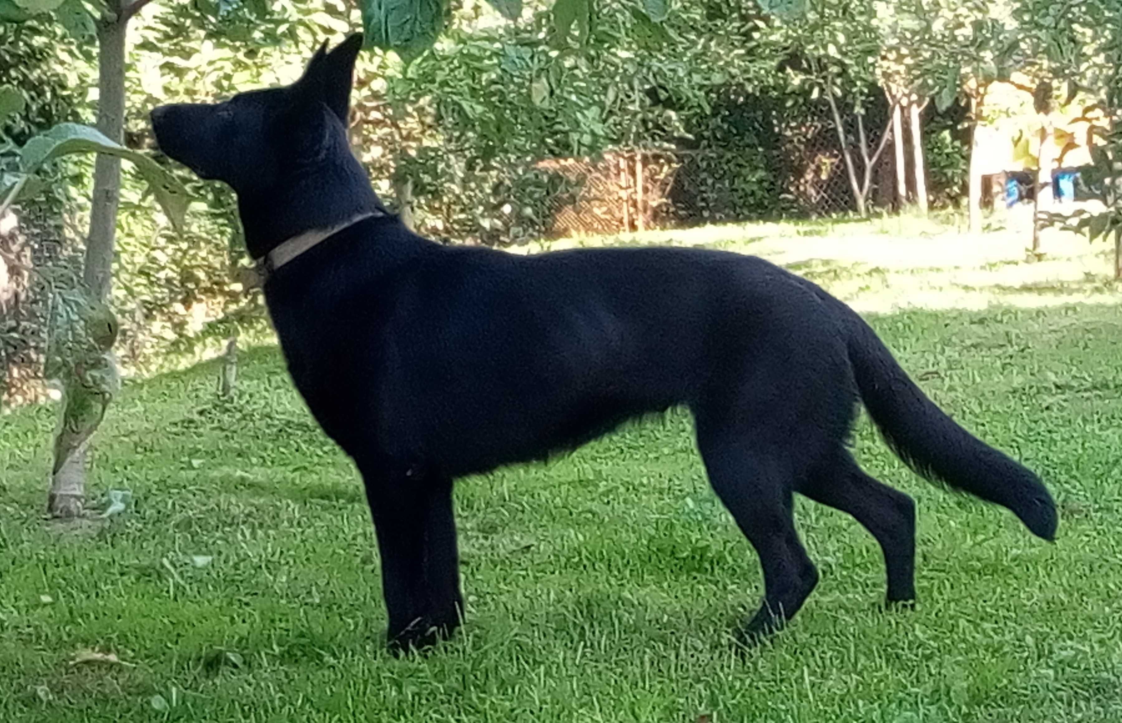 Німецька вівчарка чорного окрасу