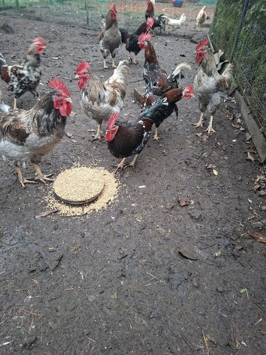 Koguty Dominant blue I Tricolor