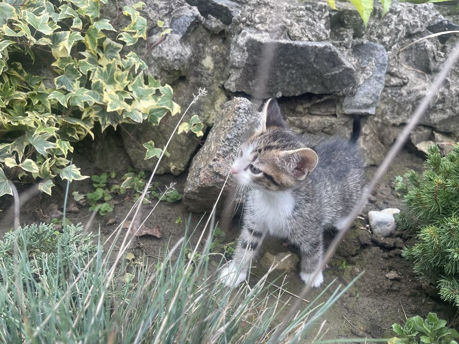 Подарую маленьких кошенят