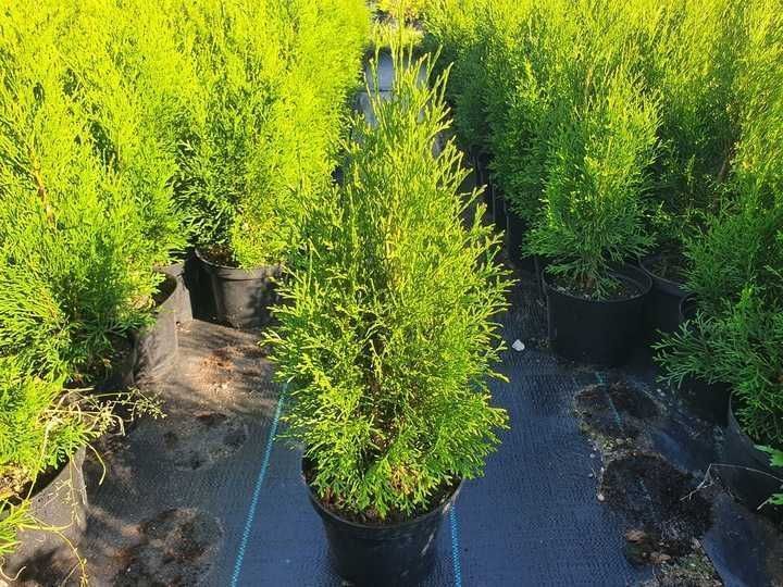 Piękna Tuja Thuja Szmaragd wys.40-50cm duża donica 2L Usługa sadzenia