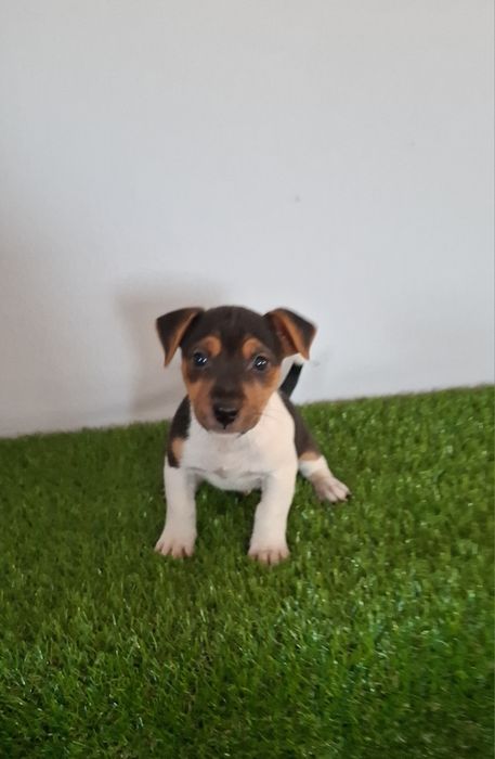 Jack russel macho