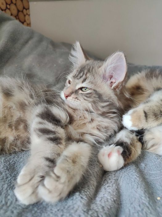 Piękna kotka syberyjska