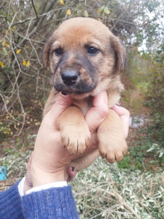 Anabel para adoção muito responsável