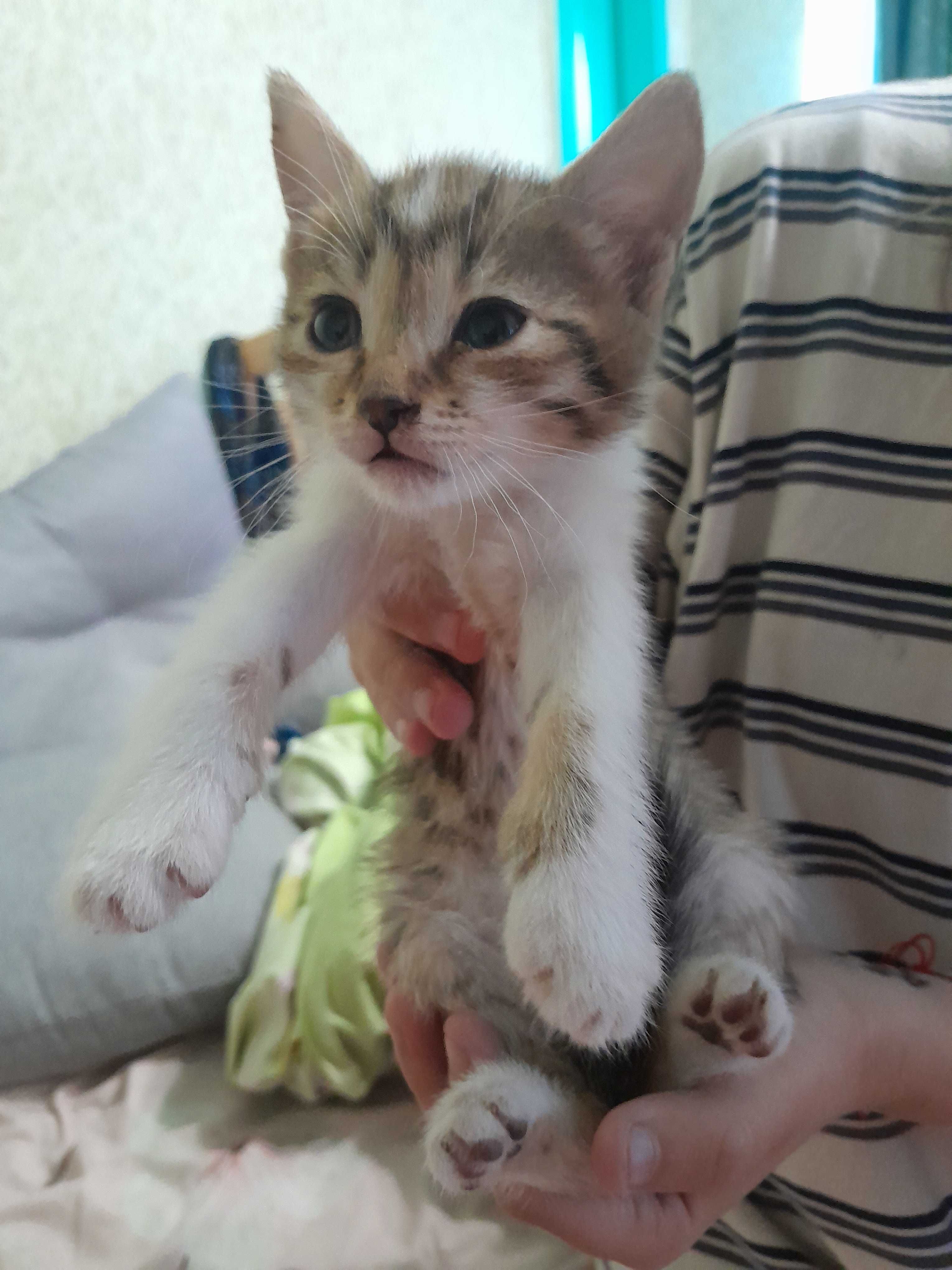Отдам  милых котят в добрые руки