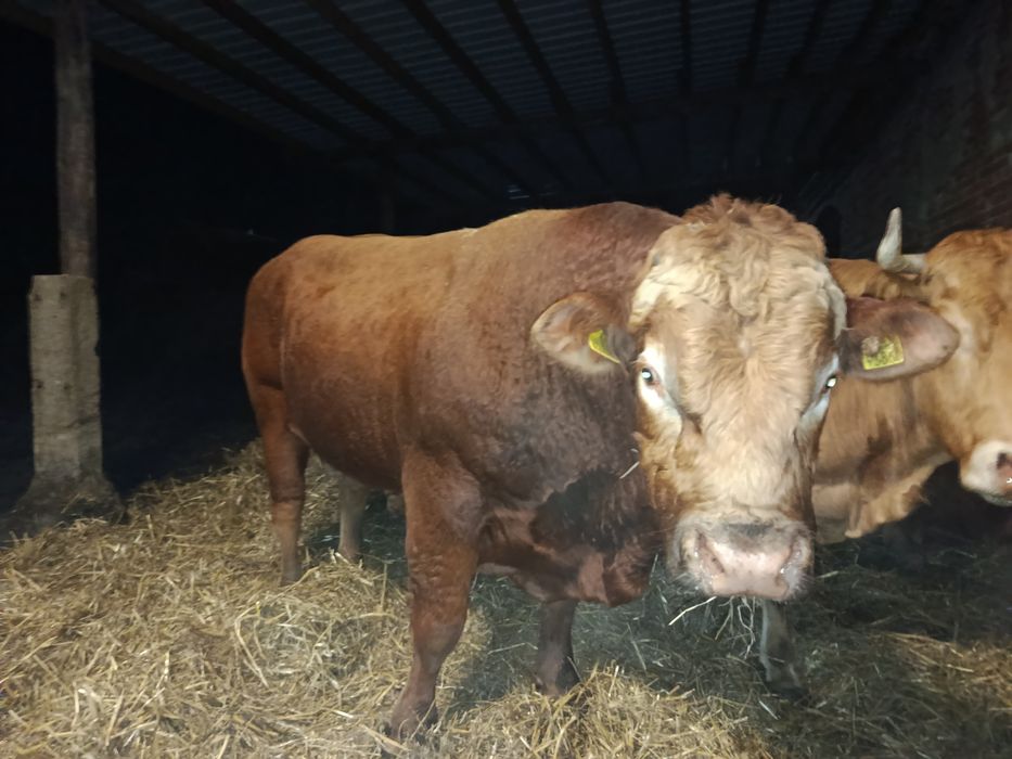 Sprzedam Buhaja rasy LM