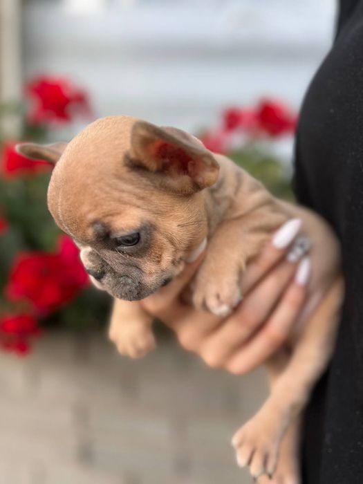 Французські бульдони міні