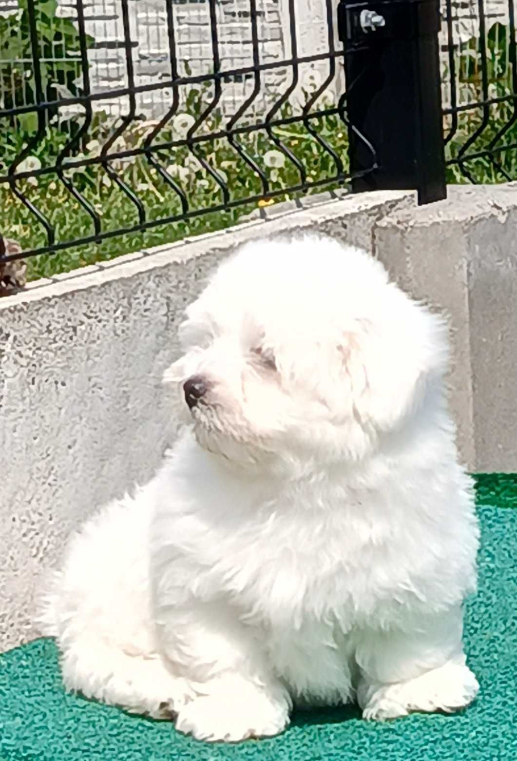 Coton de Tulear - pies
