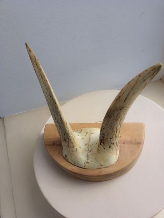 Продам сувениры "Рога"