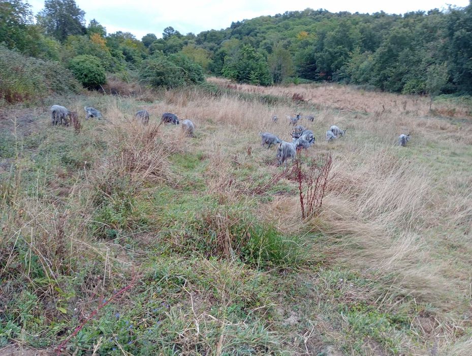 Cabras serranas  troca por ovelhas