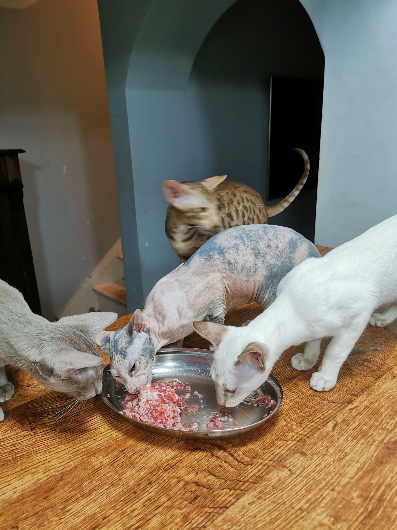 Peterbald kocurek syjamski gotowy do zmiany domku