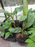 Bananowiec Musa sikkimensis Red Tiger