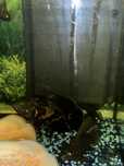 Aquario de 200 litros com oscares
