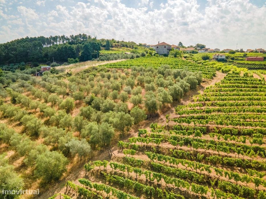 Quinta do Fojo / T8 / Vinhas / Oliveiras