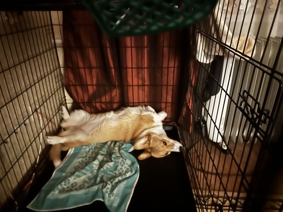 Вальер/клітка для тварин 120*80*80