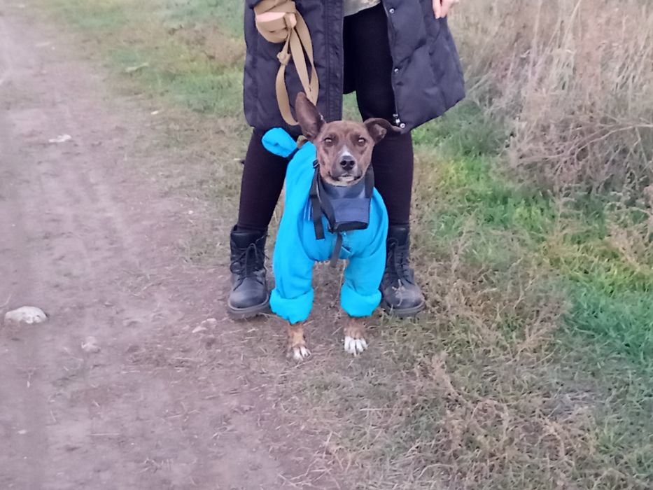 Віддам собаку метис стаффа