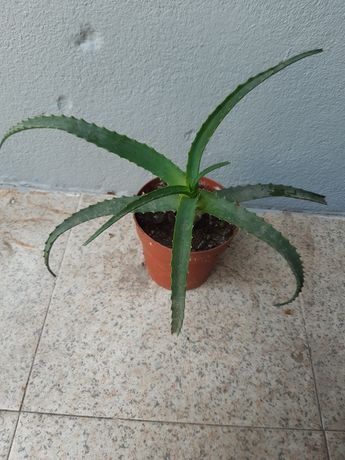 Aloe Vera arborecense