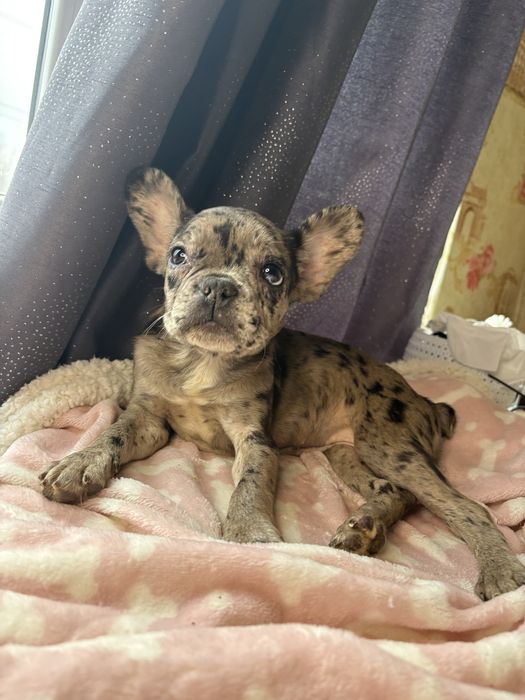 Дівчинка , шукає нову родину