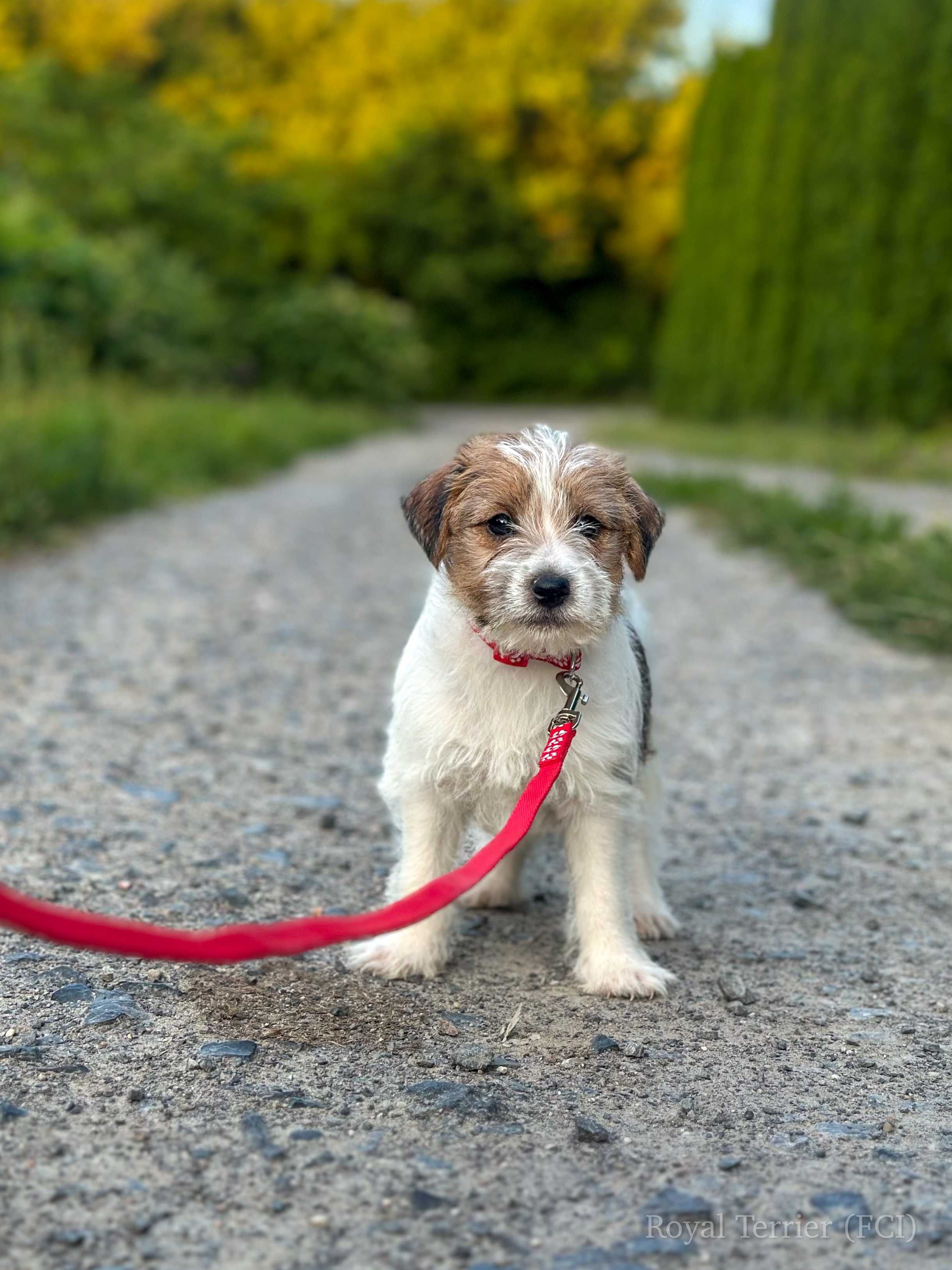 piesek Jack Russell terrier ZKWP/FCI szorstkowłosy