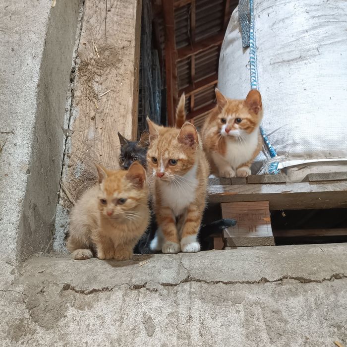 Oddam 4 kotki w dobre rece