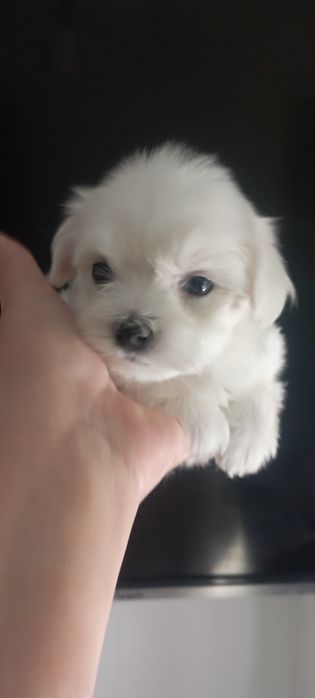 Продаються щенки мальтезе