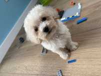 Pudel Miniaturowy samiec