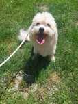 Ivo cudowny piesek Coton de tulear