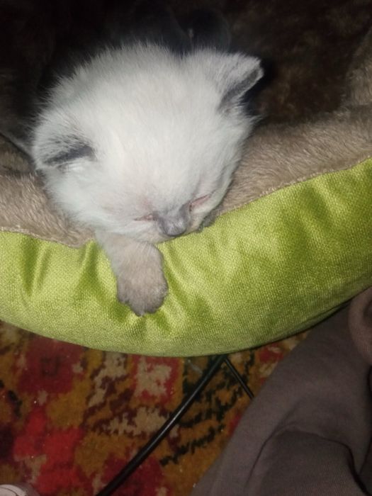 Кошенятко хлопчик