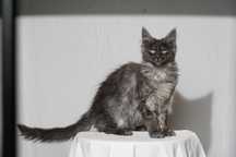 Koteczka czarna dymna Maine Coon FPL