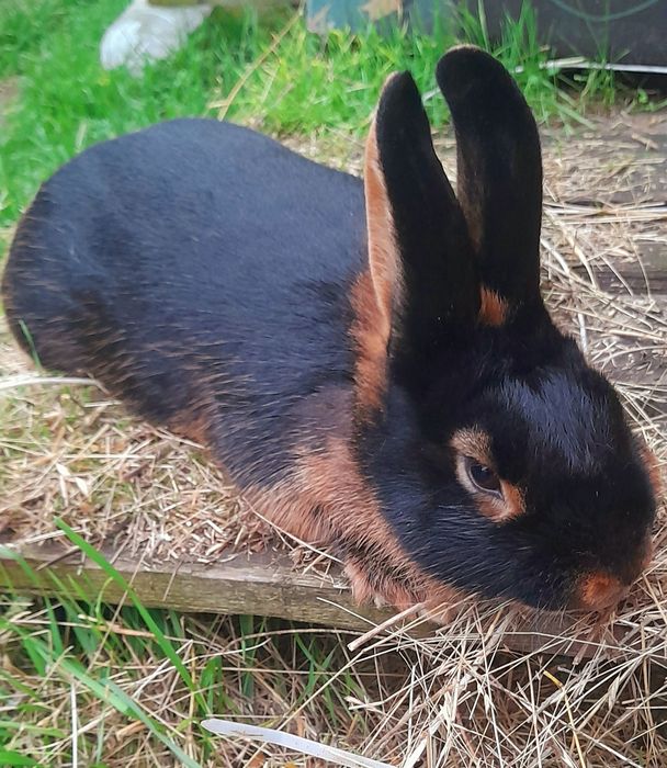 Продаю Кролик Рекс голубой, Новозеландский  Красный, Белый,чорноогнен