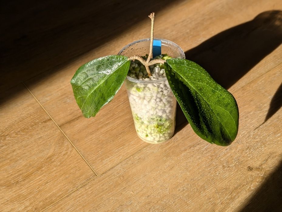 Hoya sp ut 033 rzadka