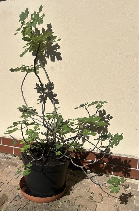 Figowiec Figa 4 letnia