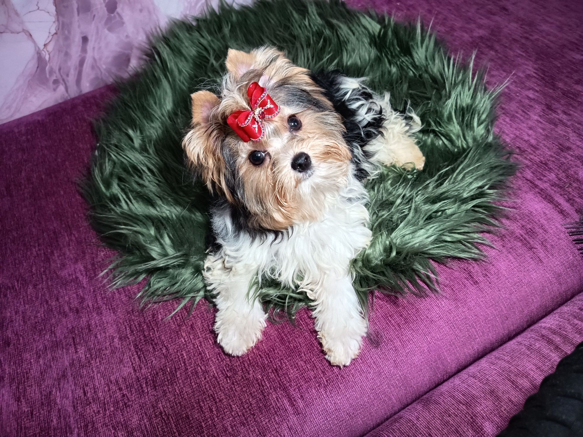 Najcudowniejszy Biewer Yorkshire Terrier- maleńki piesek gen Golddust