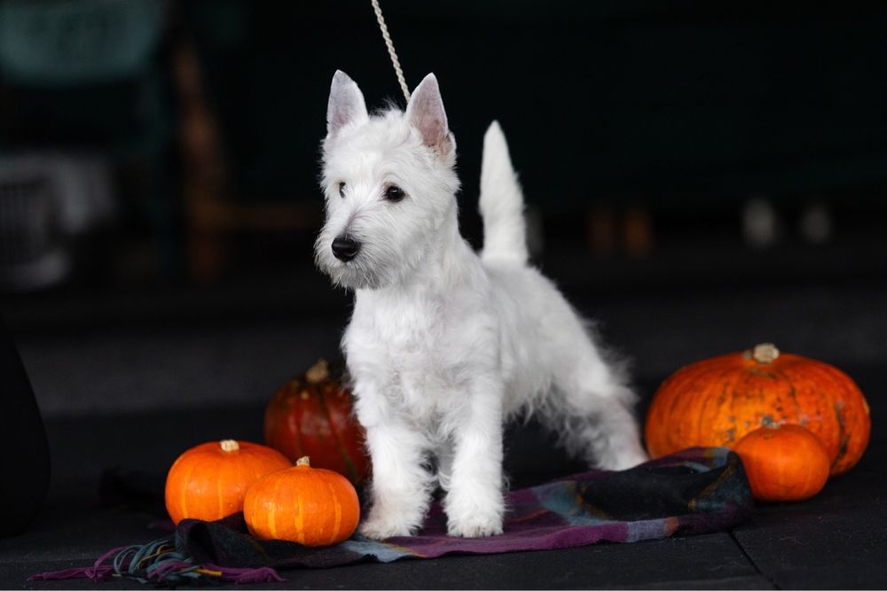 West Highland White Terrier  від найкращих предсавників породи