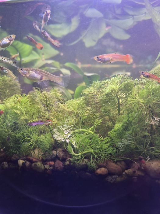 Guppys e plantas aquáticas