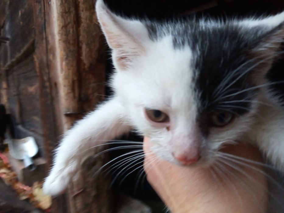 2 małych kotków oddam