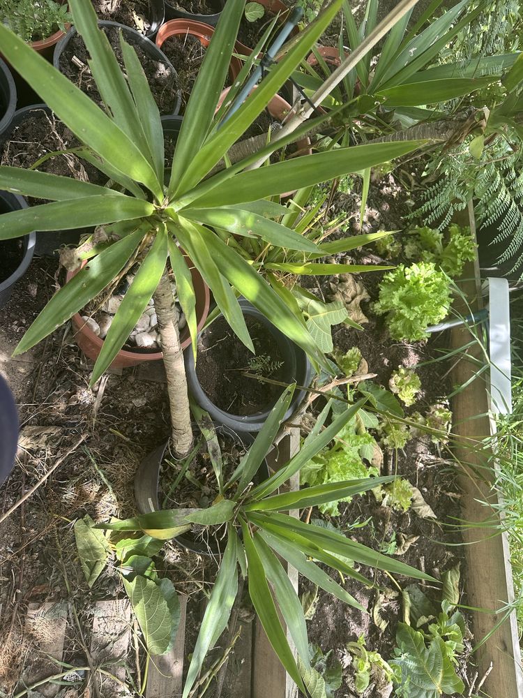 Planta yuca enraizadas
