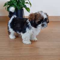 Shih tzu piesek pies  mały