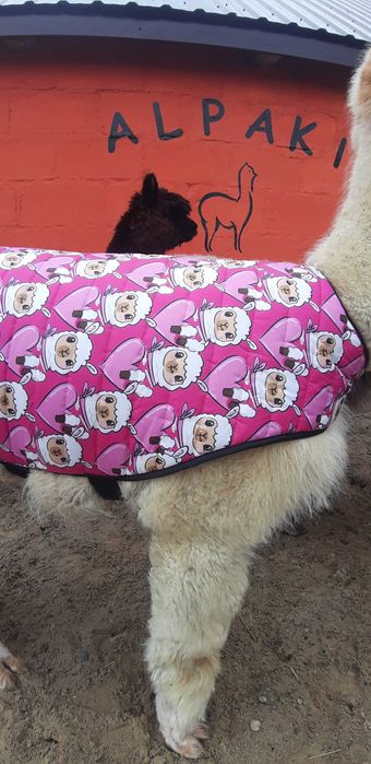 Ocieplacz dla alpak, kubrak - rozmiar L