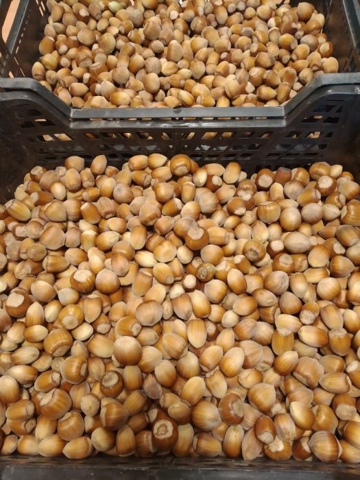 Orzechy laskowe w łupinie POLSKIE własna plantacja 1kg 2024