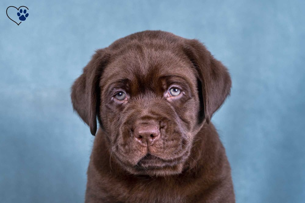 Цуценя / цуценята Лабрадора / щеня / щенята / щенок / щенки / Ретривер