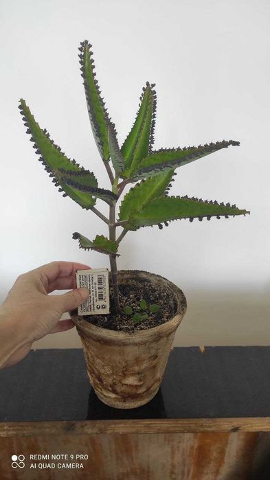 Каланхое лікарське, сорт Дегремона / каланхоэ лечебное, сорт Дегремона